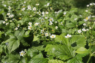 Yatay yaz mevsimindeyiz. Yeşil ağaç ve otların arasında kırsal arazi