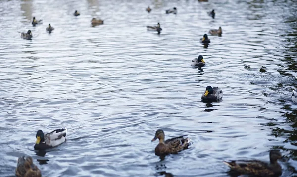 Vögel auf dem Teich. ein Schwarm Enten und Tauben am Wasser. mi — Stockfoto