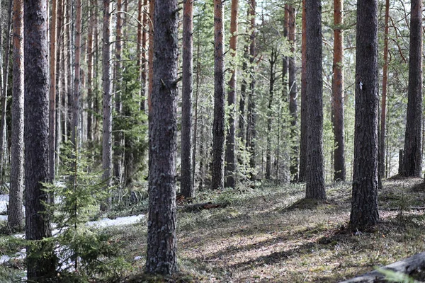 Kiefernwald im Frühling unter dem Schnee. Wald un — Stockfoto