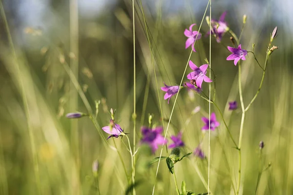 Landschap is zomer. Groene bomen en gras in een land van het platteland — Stockfoto