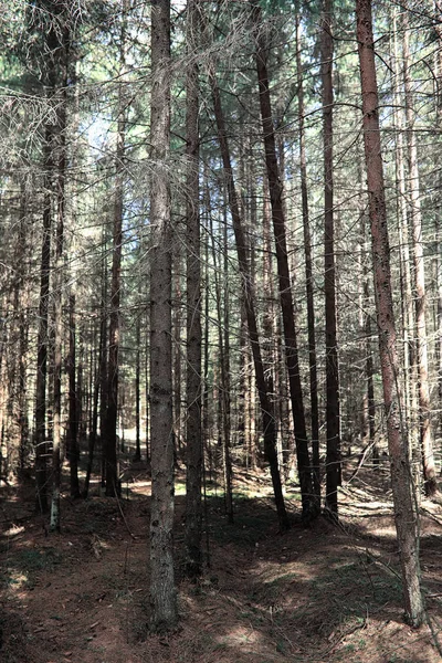 Las sosnowy. W głębi lasu. Podróż po ścieżkach leśnych. T — Zdjęcie stockowe
