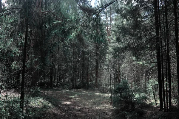 Pine forest. Depths of a forest. Journey through forest paths. T — Stock Photo, Image