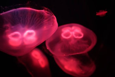 Çok renkli denizanası su altında yüzmek