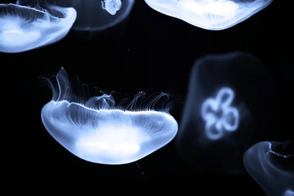 Blue jellyfish swim under water — Stock Photo, Image