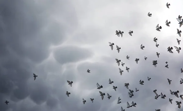 Nubes de lluvia en el cielo y una bandada de palomas. La estafa religiosa —  Fotos de Stock