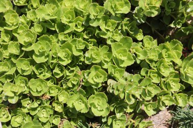 Yatay yaz mevsimindeyiz. Yeşil ağaç ve otların arasında kırsal arazi
