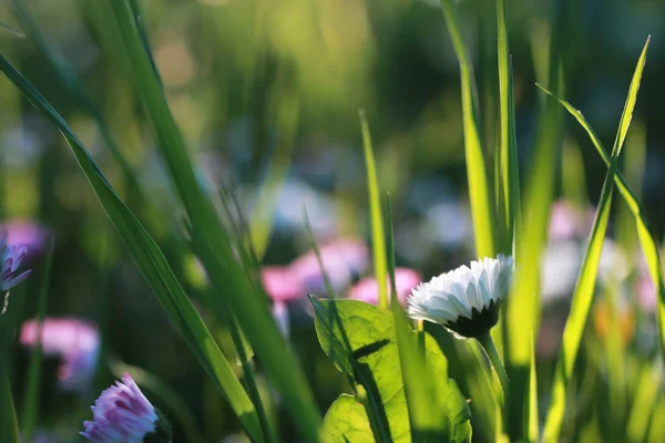 Boerderij in de natuur buiten — Stockfoto