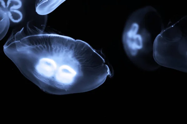 Μπλε μέδουσες κολυμπούν κάτω από το νερό — Φωτογραφία Αρχείου