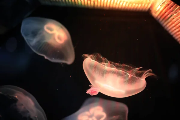 Многоцветные медузы плавают под водой — стоковое фото