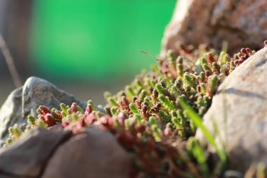 Bahar çim ve çiçek