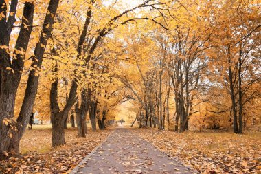 Görkemli yalnız huş ağacı güneşli ışınlar, dağ Vadisi ile bir tepenin yamacında.