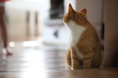 Tatlı Tay küçük kahverengi renk ahşap zemin üzerinde kapatın