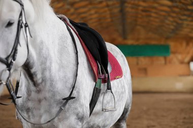 İnsanlar ahşap bir arenada at eğitiminde.