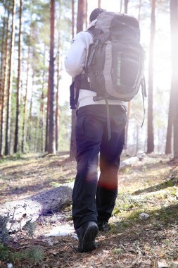 Bir turist bir çam ormanı ile bir sırt çantası içinde bir adamdır. A tr hiking