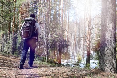 Bir turist bir çam ormanı ile bir sırt çantası içinde bir adamdır. A tr hiking