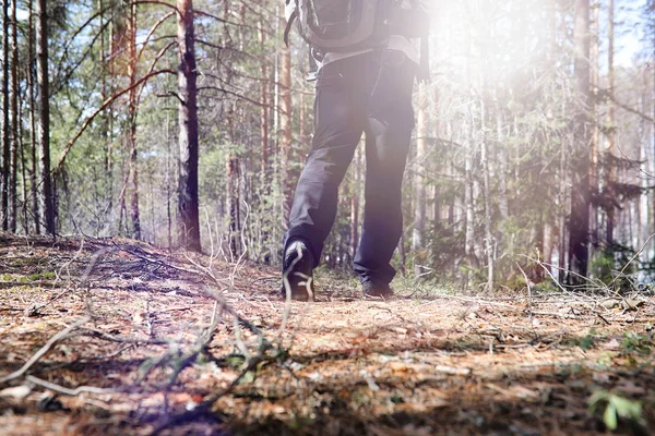 Un uomo è un turista in una pineta con uno zaino. Un trekking tr — Foto Stock