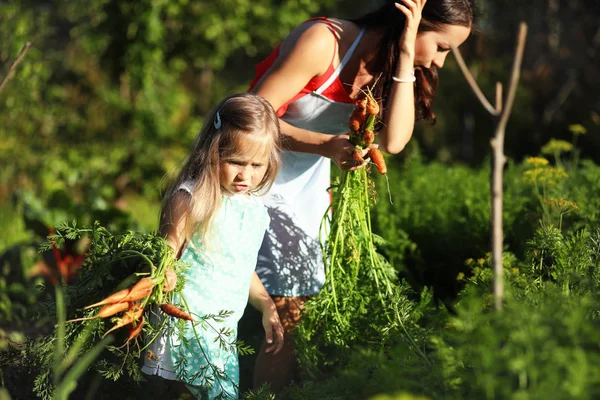 Tukang kebun wanita memegang sayuran organik segar dari peternakan. Waktunya panen. — Stok Foto