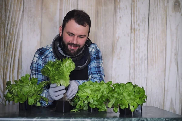 farmer grows fresh lettuce leaves for the preparation of tasty d