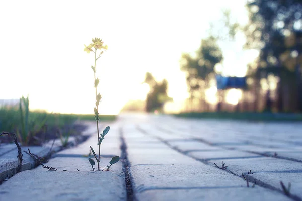 Flori mici care cresc prin piatra de pavaj la apusul soarelui — Fotografie, imagine de stoc