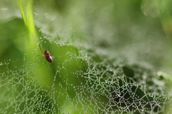 Goutte de rosée de toile d'araignée d'eau — Photo