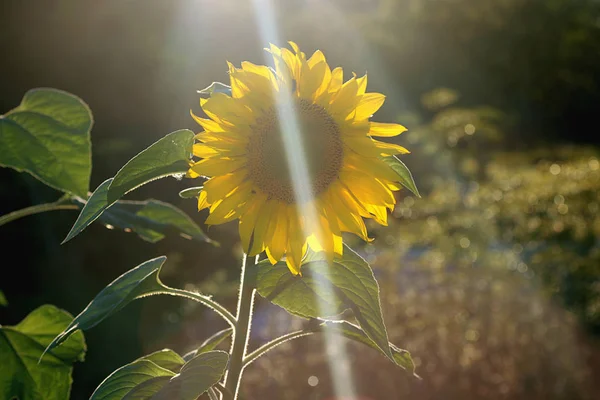 Large buds sunflowers at sunset — Stock Photo, Image