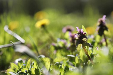 Bahar doğa. Yaprakları ve çalılar ilk yeşil yaprakları ile 