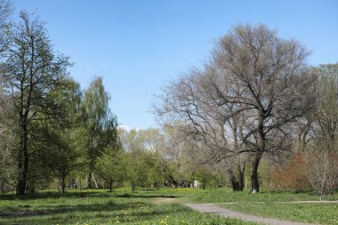 Bahar doğa. Yaprakları ve çalılar ilk yeşil yaprakları ile 