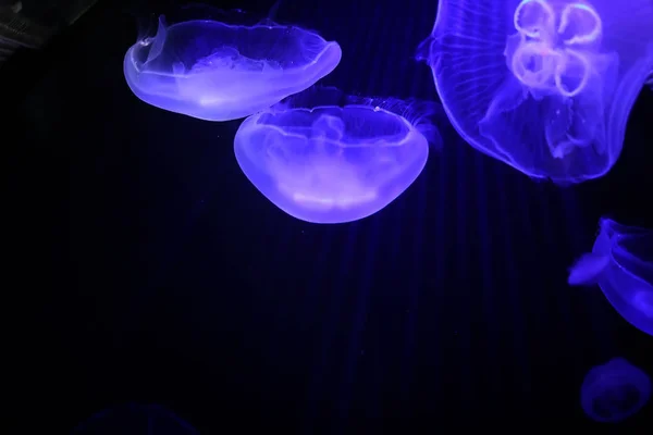 Multicolored jellyfish swim under water — Stock Photo, Image