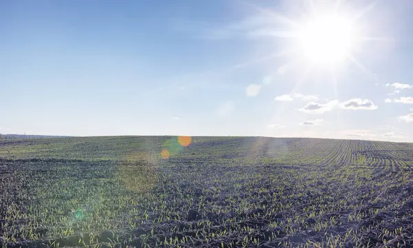 El paisaje es verano. Árboles verdes y hierba en una tierra rural — Foto de Stock