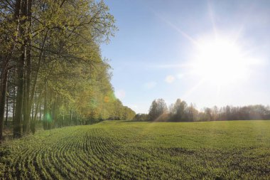 Yatay yaz mevsimindeyiz. Yeşil ağaç ve otların arasında kırsal arazi