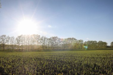 Yatay yaz mevsimindeyiz. Yeşil ağaç ve otların arasında kırsal arazi