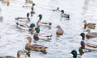 Su birikintisi kuşlarda. Bir sürü ördek ve güvercin su. Mi