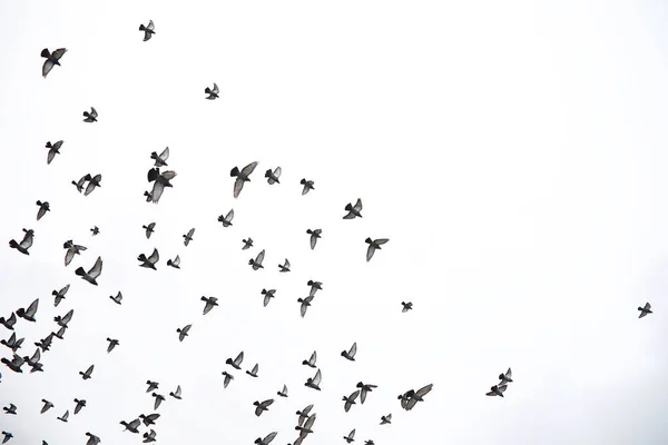 Una bandada de palomas vuela a través del cielo. Las aves vuelan contra las s —  Fotos de Stock