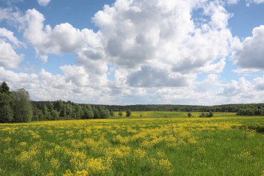 Yatay yaz mevsimindeyiz. Yeşil ağaç ve otların arasında kırsal arazi