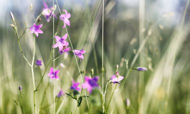 Yatay yaz mevsimindeyiz. Yeşil ağaç ve otların arasında kırsal arazi