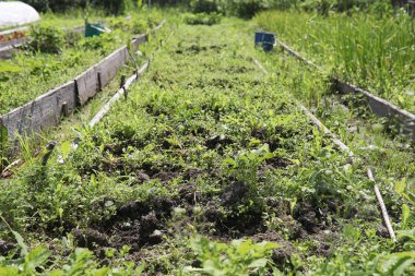 Yatay yaz mevsimindeyiz. Yeşil ağaç ve otların arasında kırsal arazi