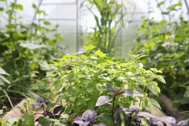 Yatay yaz mevsimindeyiz. Yeşil ağaç ve otların arasında kırsal arazi