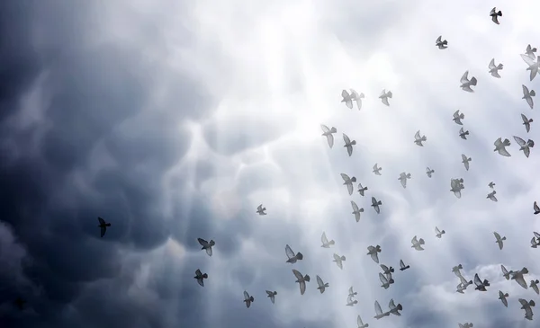 Nuvens de chuva no céu e um bando de pombos. O golpe religioso — Fotografia de Stock