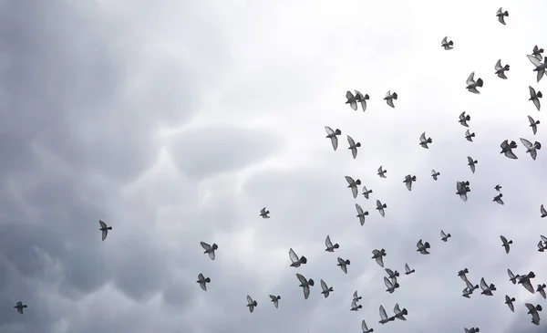 Dešťové mraky na obloze a hejno holubů. Náboženské con — Stock fotografie