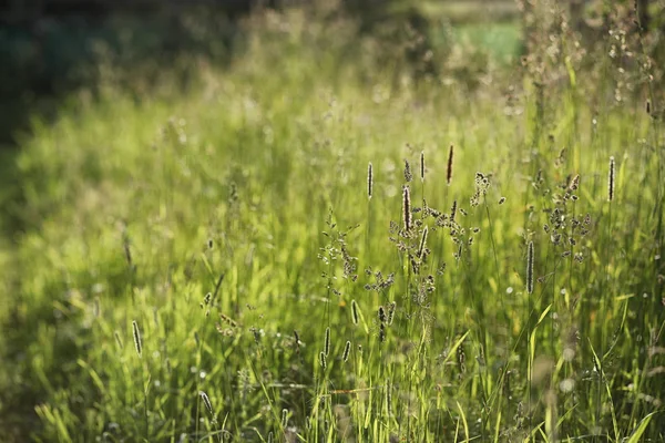 El paisaje es verano. Árboles verdes y hierba en una tierra rural — Foto de Stock