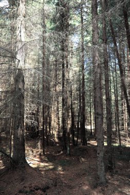 Çam ormanı. Bir ormanın derinliklerinde. Orman yolları ile yolculuk. T