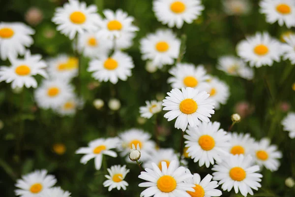 Grüne Wiese mit Gänseblümchen — Stockfoto