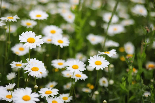 Groene weide met madeliefjes — Stockfoto