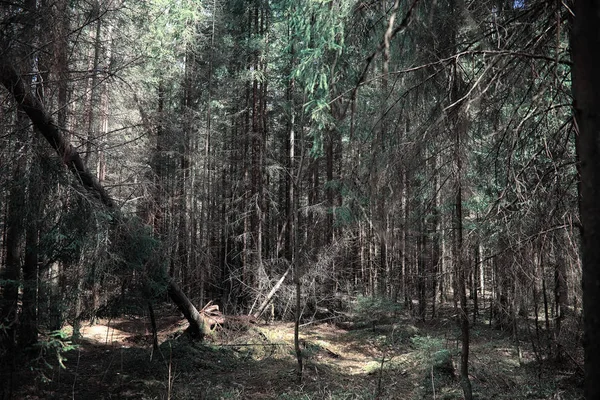 Πευκοδάσος. Βάθη του δάσους. Ταξίδι μέσα από δασικά μονοπάτια. T — Φωτογραφία Αρχείου