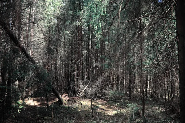 Tallskog. Djupet av en skog. Resa genom skogsstigar. T — Stockfoto