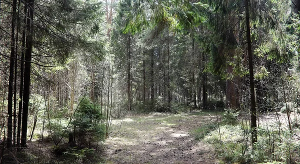 Foresta di pini. Profondità di una foresta. Viaggio attraverso i sentieri forestali. T — Foto Stock