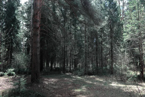 Foresta di pini. Profondità di una foresta. Viaggio attraverso i sentieri forestali. T — Foto Stock