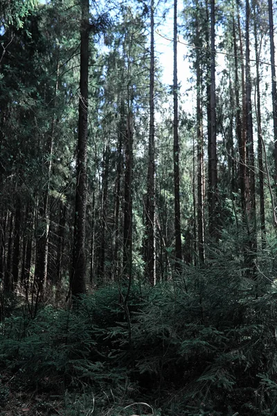 Çam ormanı. Bir ormanın derinliklerinde. Orman yolları ile yolculuk. T