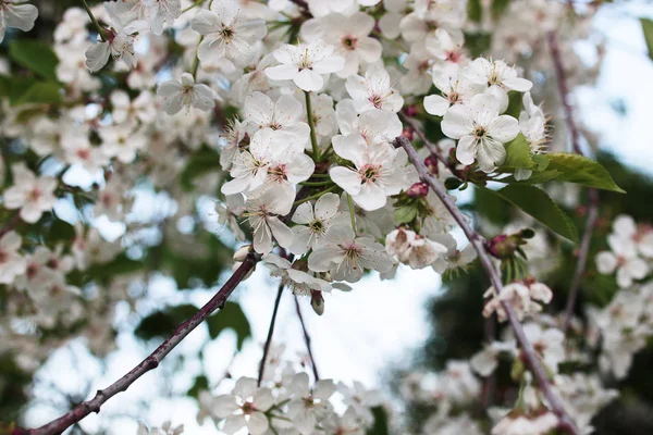 Melo fiorito con fiori bianchi brillanti — Foto Stock