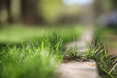Bahar doğa. Yaprakları ve çalılar ilk yeşil yaprakları ile 